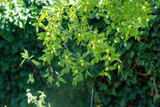 Green background of branches of jujube (jujube real, Chinese date, capiinit, jojoba, lat. In the process jujuba). It's summer
