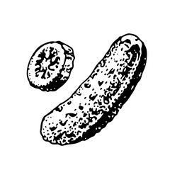 vector illustration of a cucumber on a white background. sketch, hand-drawn drawing. isolated on white