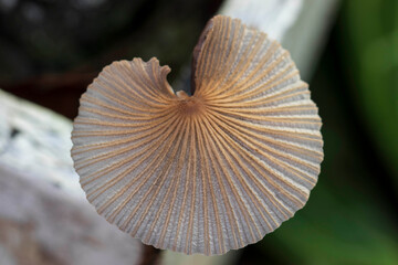 mushroom on the tree