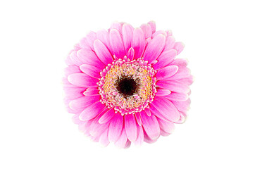 Isolated on white background image of gerbera flower close-up. Oil paint processed using the technique