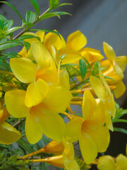 Fototapeta premium the flowers fill in January