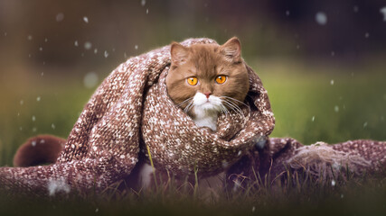 Edel und imposant, cinnamon-white Kater im Winter bei Schnee