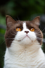 Britisch Kurzhaar Jungkater