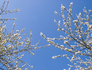 Blossoming  apple tree branches on blue sky background. Blooming tree in spring. Apple orchard, garden. Template or layout, copy space for text.