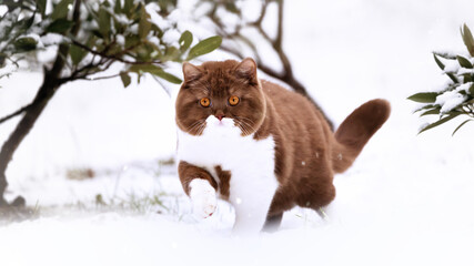 Edel und imposant, cinnamon-white Kater im Winter bei Schnee