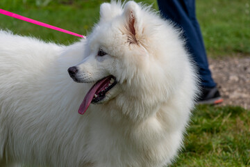 Fototapeta premium white dog on the grass
