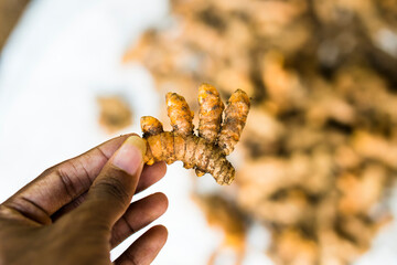 Fresh Turmeric On the Hand