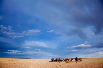 Fototapeta na wymiar Herd of Bactrian camels