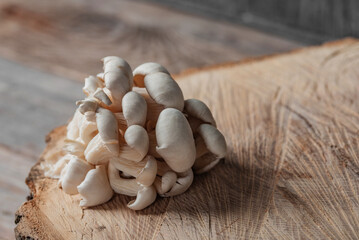 Raw oyster mushrooms on the cross section of the big old tree on a rustic table