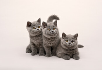 Fototapeta na wymiar British Shorthair Cats sitting together