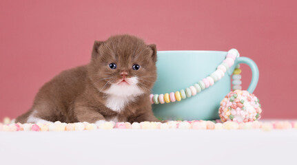 Britisch Kurzhaar Rassekatze Kater Kitten edel und imposant + verträumt