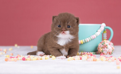 Britisch Kurzhaar Rassekatze Kater Kitten edel und imposant + verträumt