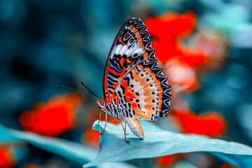 Macro shots, Beautiful nature scene. Closeup beautiful butterfly sitting on the flower in a summer garden.