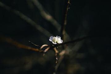 Flowers spring white background nature dark,Dark flower