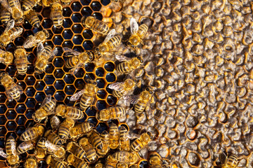 Bees are working on the honeycomb.	