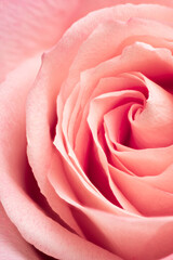 Close-up pink rose. Nature background. Soft focus