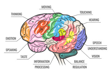 Human Brain Function Map - obrazy, fototapety, plakaty