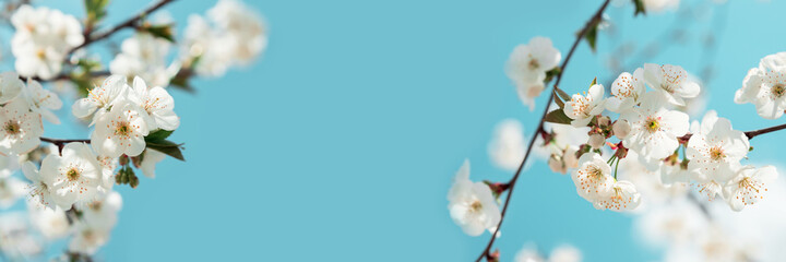 Banner 3:1. White cherry blossom sakura in spring time against blue sky. Nature background. Soft focus