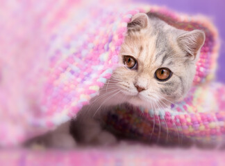 Britisch Kurzhaar Rassekatze Kater Kitten edel und imposant + verträumt