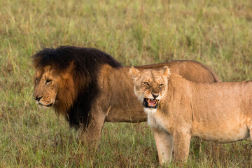 wild lion couple in the savannah