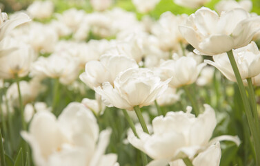 Fototapeta na wymiar White tulips in the morning garden