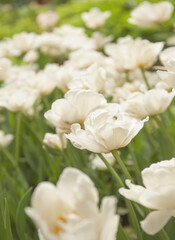 White tulips in the morning garden