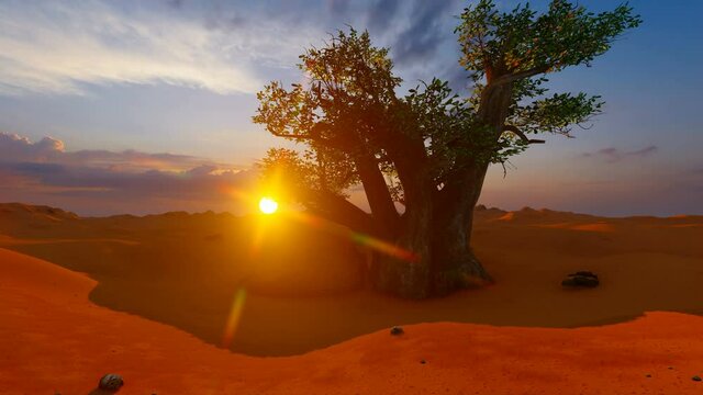 Single baobab tree in African desert at sunset