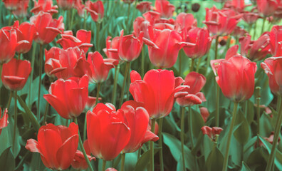 Red vibrant tulips in the garden