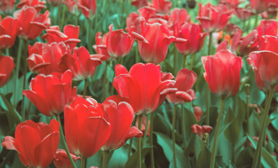 Red vibrant tulips in the garden