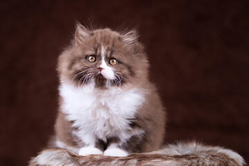 Britisch Langhaar Kitten Portrait, niedlich Katze