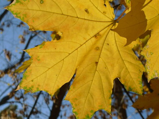 autumn maple leaves