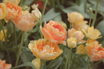 Peachy peony tulips in the garden