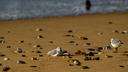 Vendée, France; January 25, 2021: A sanderling (Calidris alba) rests on a beach in Bretignolles Sur Mer.