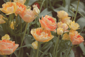 Peachy peony tulips in the garden