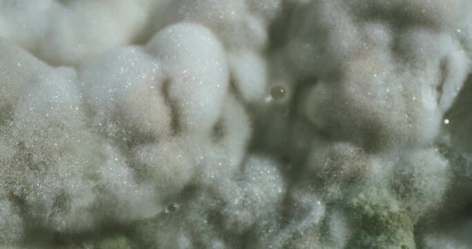 Mold on Food With Drops Water. Macro.