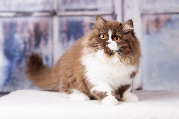 Britisch Langhaar Kitten Portrait, niedlich Katze