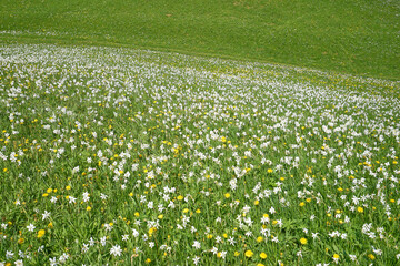 Field of daffodils on meadow. Near Jesenice, Gorenjska, Slovenia.
