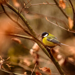 Fototapeta premium Small bird sitting on the tree