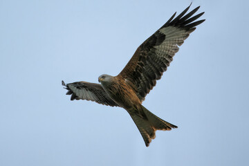 Red kite (Milvus milvus) in flight against a blue sky background. Photographed in Sussex, UK, in winter.