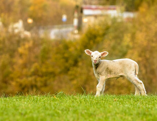 Young sheep on the grass
