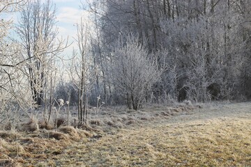 Frozen forest in cold december day.