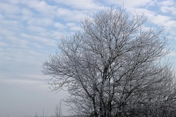 Frozen tree in cold Winter.