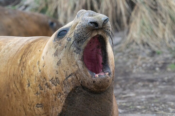 The Elephant Seal (Mirounga leonina)