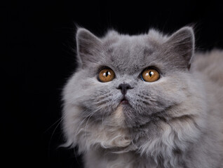 Britisch Langhaar Kitten Portrait, niedlich Katze