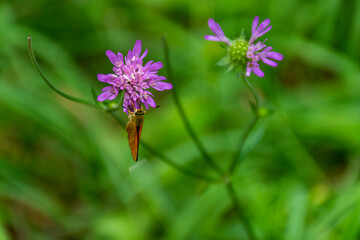butterfly on a flower