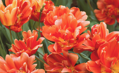 Red vibrant tulips in the garden