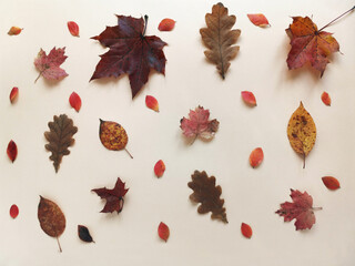 autumn background of fallen leaves on a beige background. concept autumn, withering, different