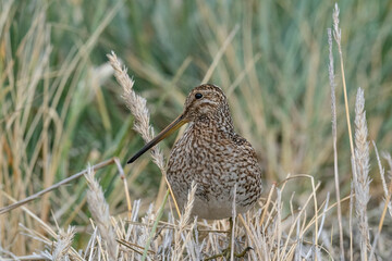 The Magellanic Snipe (Gallinago magellanica)