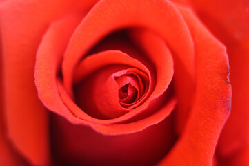 Fototapeta na wymiar red rose flower in full bloom zoomed in. petals of rose close up