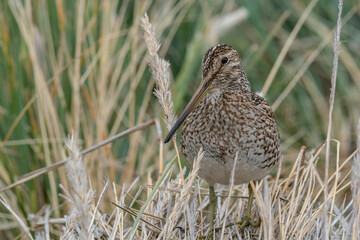 The Magellanic Snipe (Gallinago magellanica)